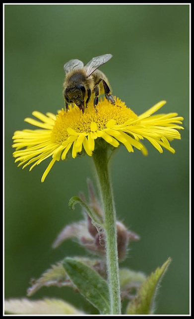 Bee on Yellow Flower