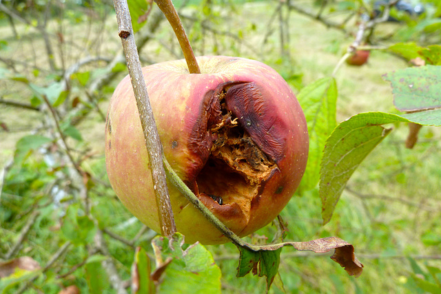 France 2012 – Rotten apple
