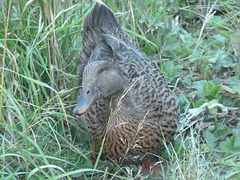 Pato entre la hierba