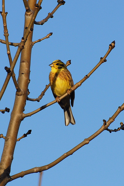 Yellowhammer