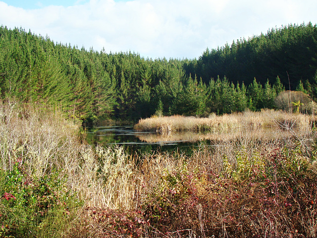 View of Lake Maraetai