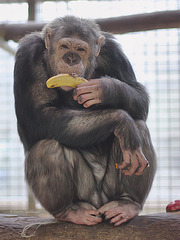 Schimpanse (Leintalzoo Schwaigern)