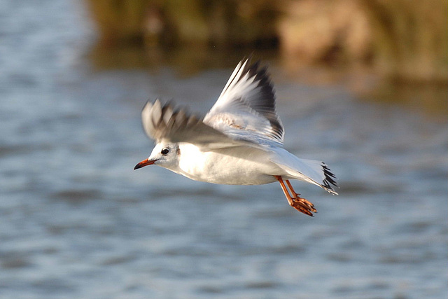 Gull on final approach!