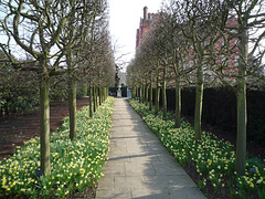 Pleached Hornbeam Avenue