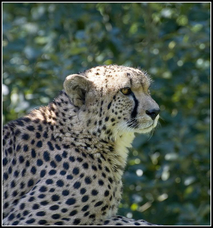 Cheetah - Marwell Zoo