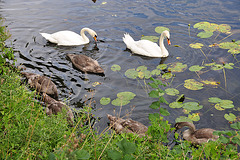 Copenhagen – Catholic swans