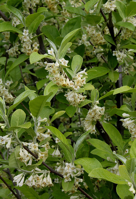 Elaeagnus multiflora