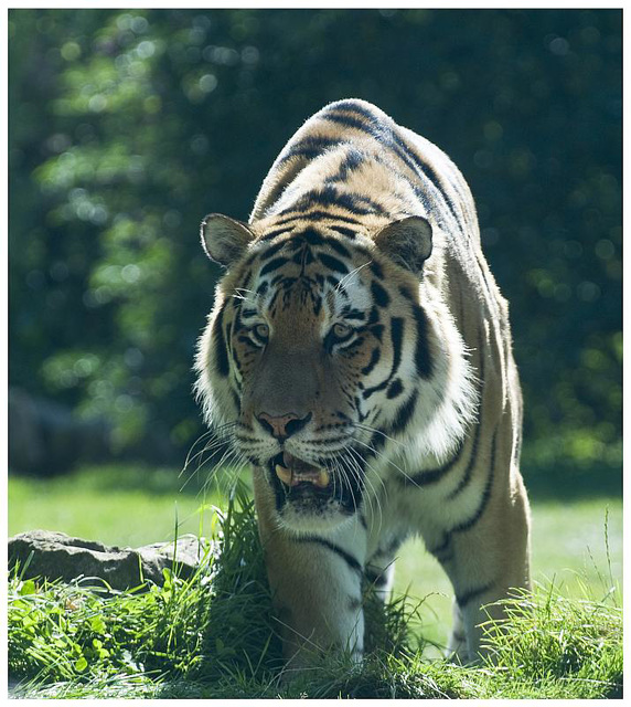 Amur Tiger - Marwell Zoo