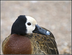 White-Faced Whistling Duck