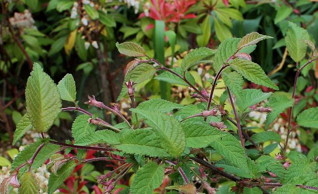 Prunus canescens