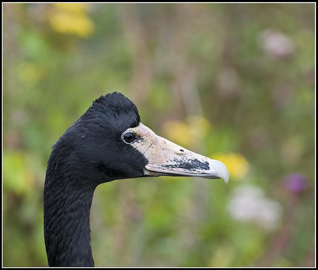 Goose called "Basil"