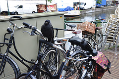 You need two Jackdaws to steer a bicycle