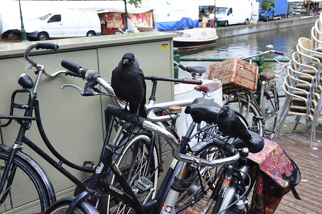 You need two Jackdaws to steer a bicycle