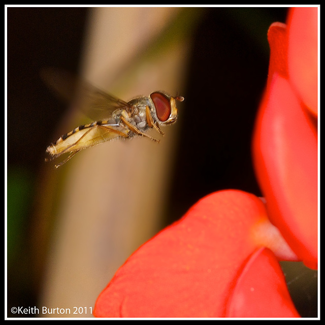 Hover Fly in flight