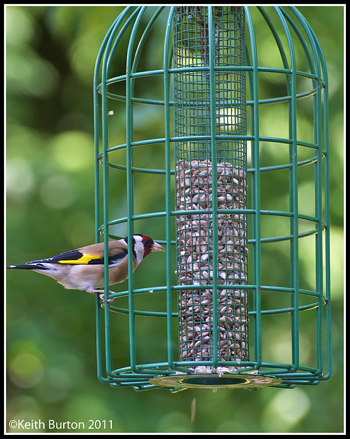 A visitor to my feeders this morning