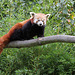 Kleiner Panda (Opelzoo)