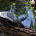 Schildkröte (Tiergarten Nürnberg)