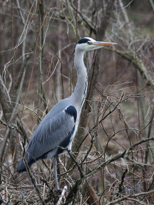 Reiher (Leintalzoo Schwaigern)