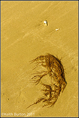 West Wittering - Seaweed
