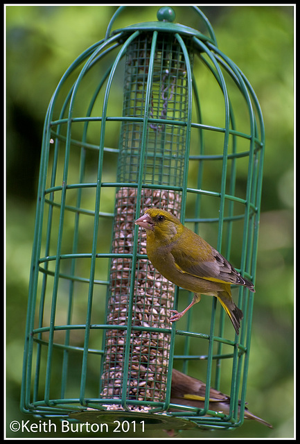 A visitor to my feeders this morning