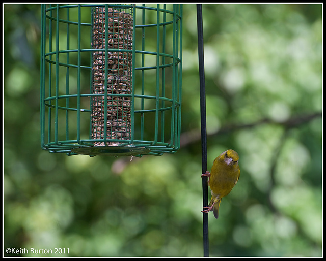 A visitor to my feeders this morning