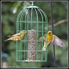 More birds on the feeder