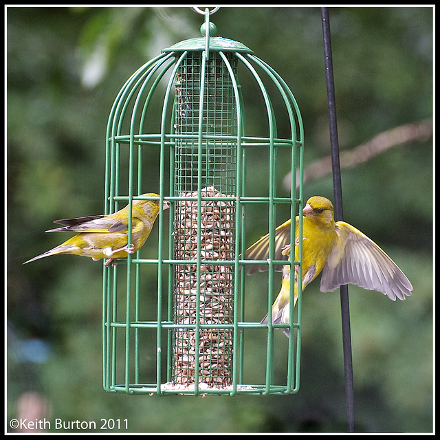 More birds on the feeder