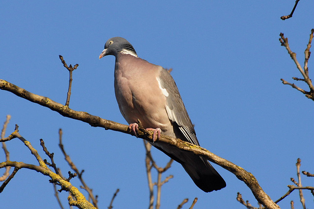 Common Wood Pigeon