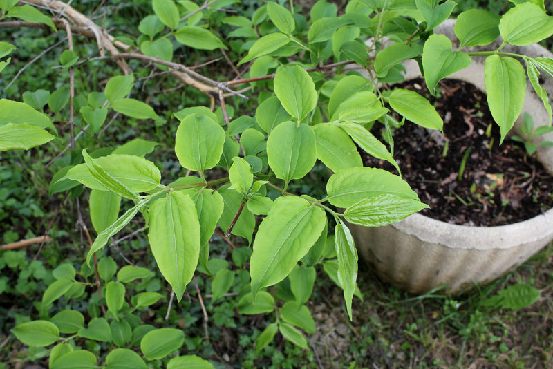 Heptacodium