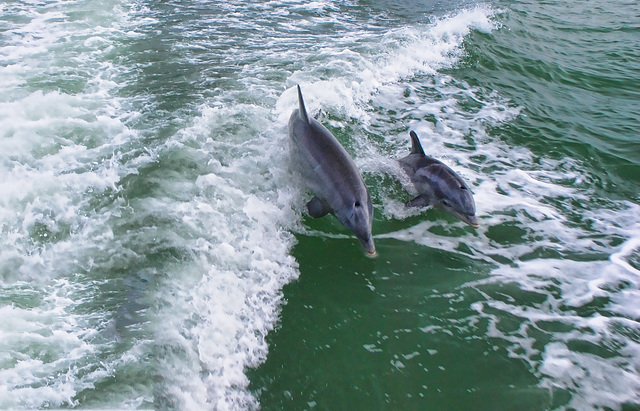 Dolphin Mother & Baby - DSC_0650