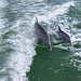 Dolphin Mother & Baby - DSC_0650