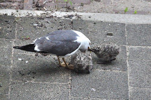 Feeding the chicks