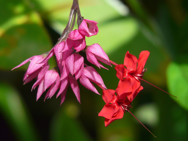 Clerodendrum thomsoniae