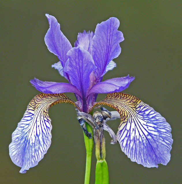 Iris