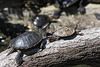 Schildkröten (Opelzoo)