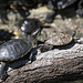Schildkröten (Opelzoo)