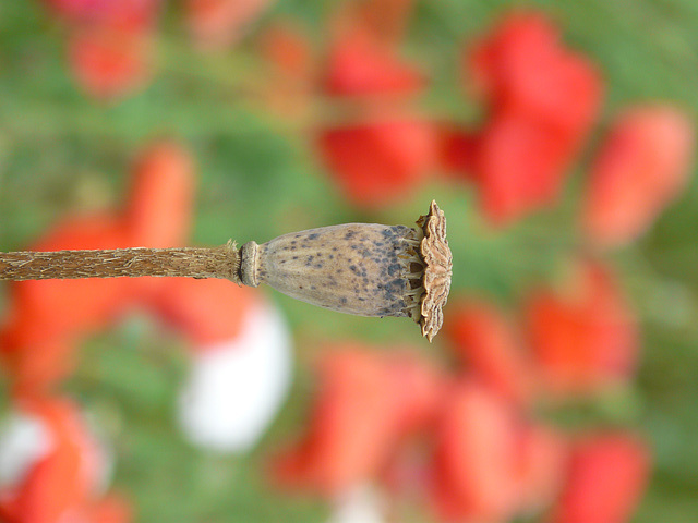 A bokeh of poppies