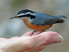 Red-breasted Nuthatch