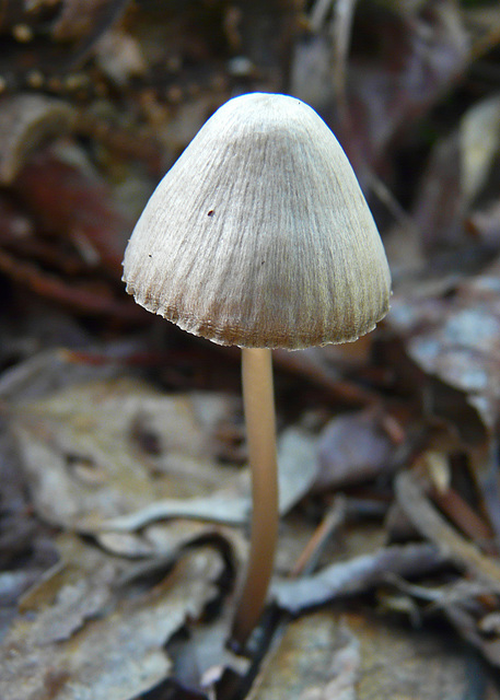 Growing in the leaf litter