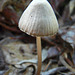 Growing in the leaf litter