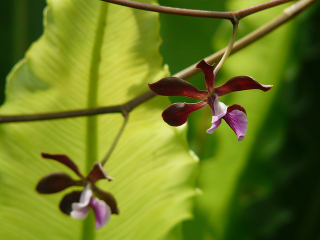 Small and dainty