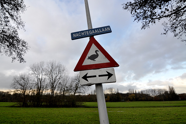 Geese on the Nightingale Lane