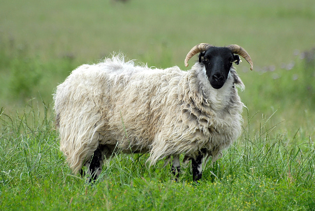 Ewe looking at me?