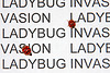 Ladybug invasion