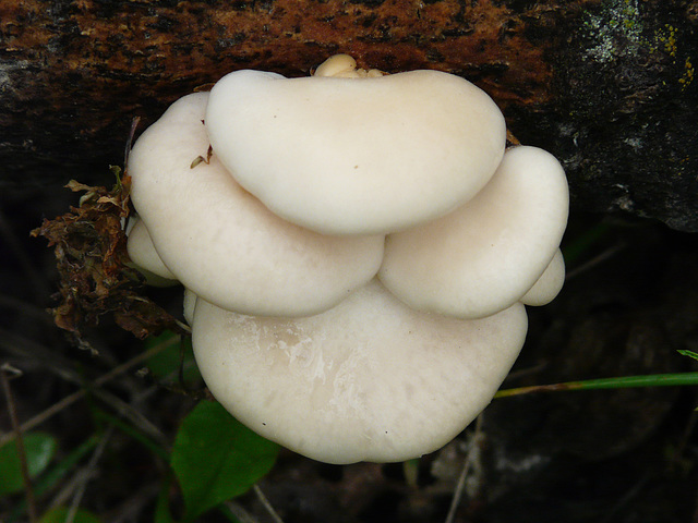 Oyster Mushrooms