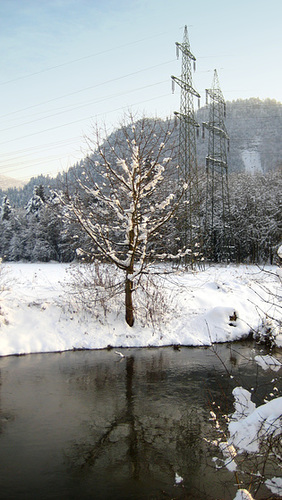 Wilder Kirschbaum, Vogelkirsche (Prunus avium)