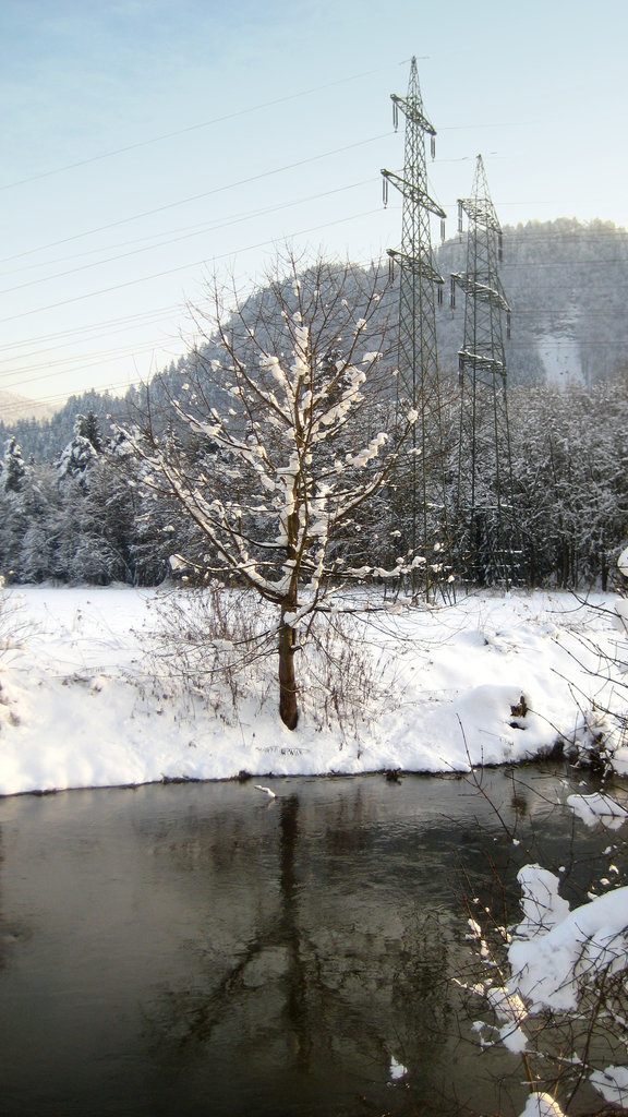 Wilder Kirschbaum, Vogelkirsche (Prunus avium)