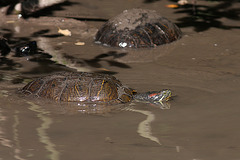 Rotwangenschildkröte (Leintalzoo Schwaigern)