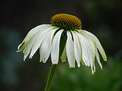 Echinacea