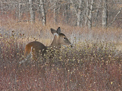 White-tailed Deer